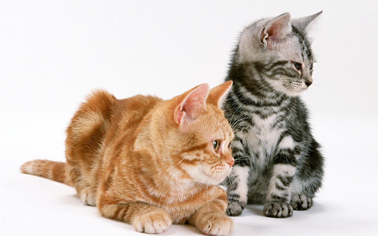 1600 Cat Foto Tapety (8) #7 - 1280x800