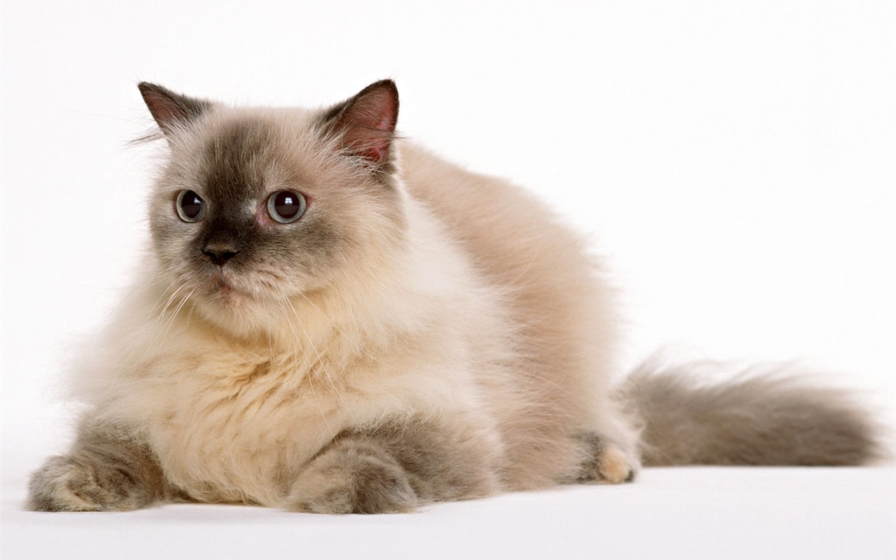 1600 Cat Foto Tapety (8) #9 - 1280x800