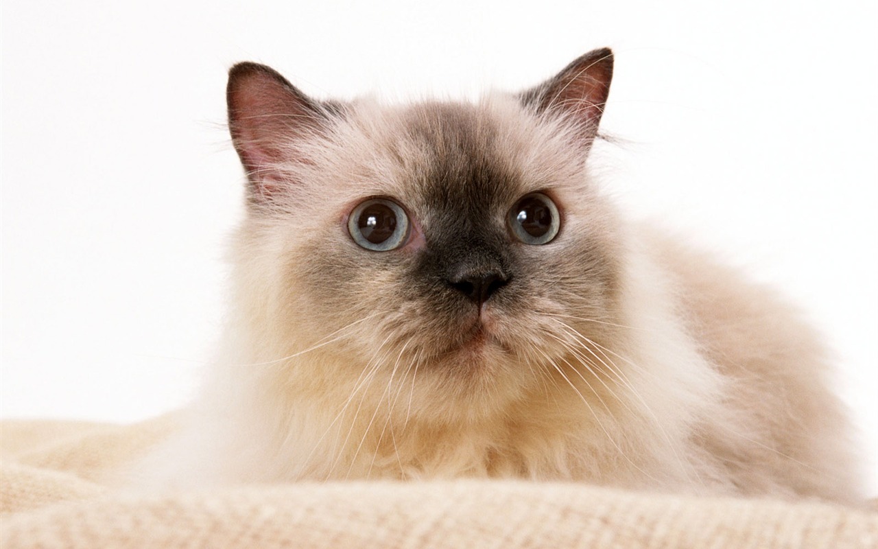 1600 Cat Foto Tapety (8) #10 - 1280x800