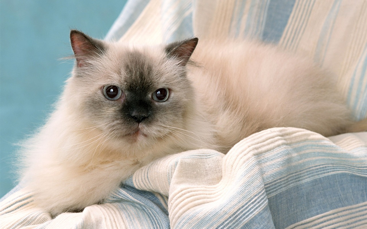 1600 Cat Foto Tapety (8) #11 - 1280x800