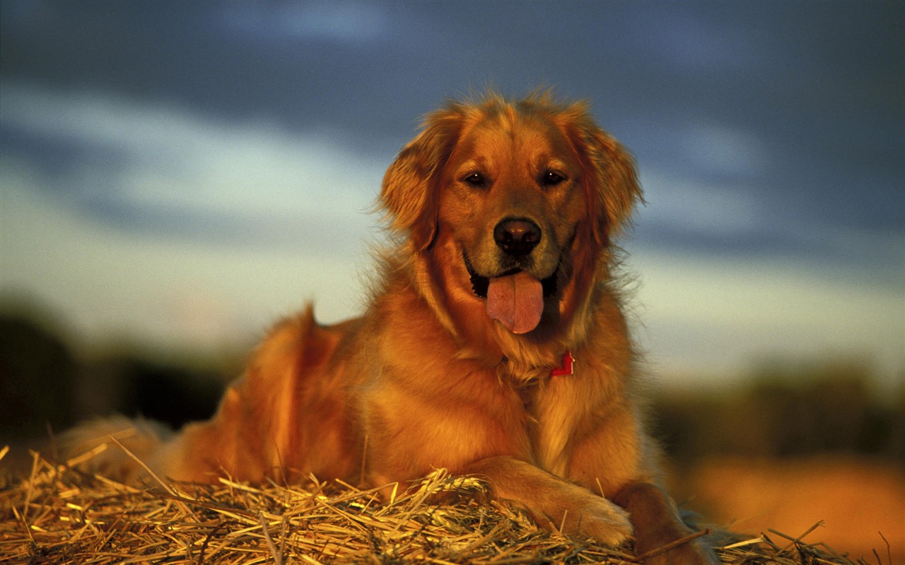 Puppy Foto HD Tapety na plochu (9) #14 - 1280x800
