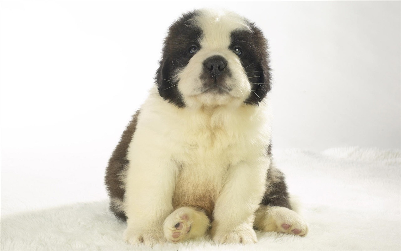 Puppy Photo HD wallpapers (9) #16 - 1280x800