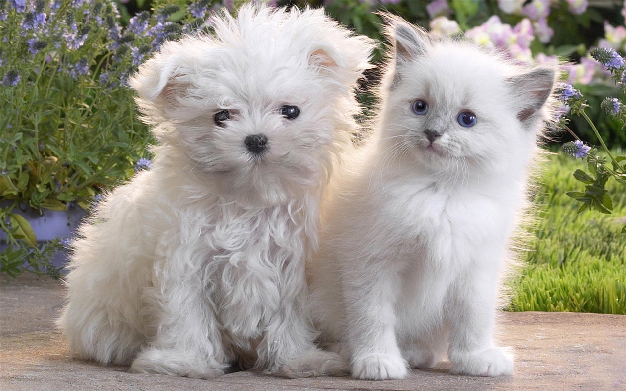 Puppy Foto HD Tapety na plochu (9) #18 - 1280x800