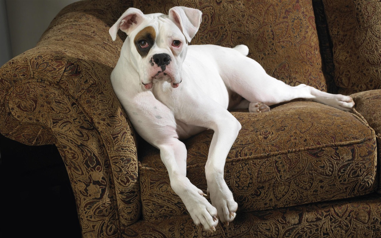 Puppy Photo HD wallpapers (9) #20 - 1280x800