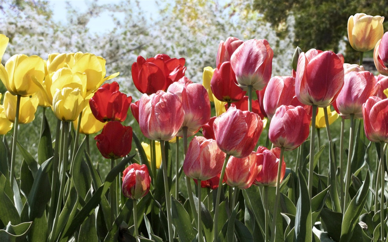 fondos de escritorio de flores con pantalla ancha de cerca (2) #4 - 1280x800