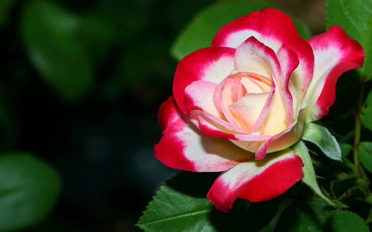 寬屏鮮花特寫 壁紙(二) #5 - 1280x800