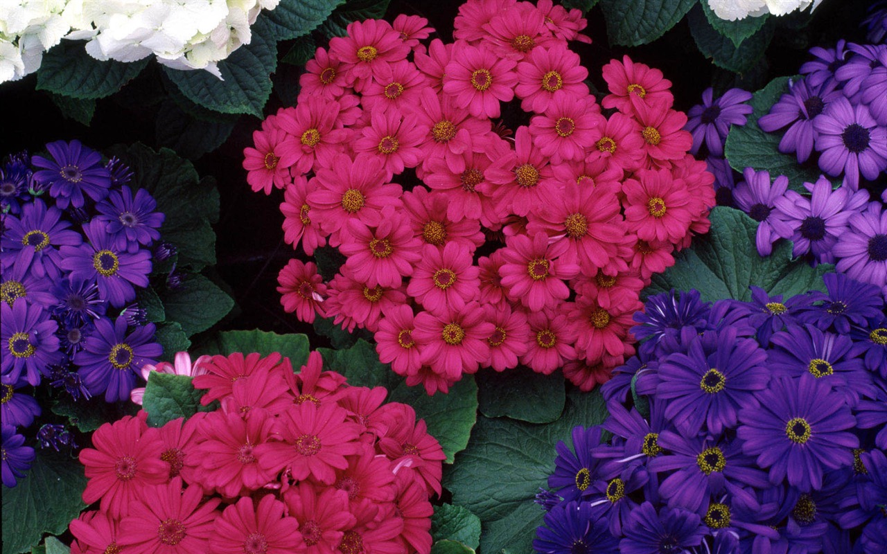 와이드 스크린 벽지 꽃 가까이에서 (2) 최대 #8 - 1280x800