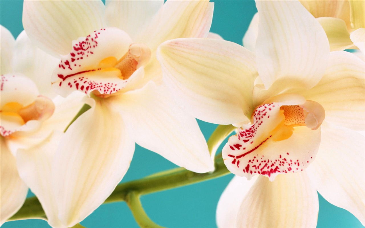 fleurs fond d'écran Widescreen close-up (2) #9 - 1280x800