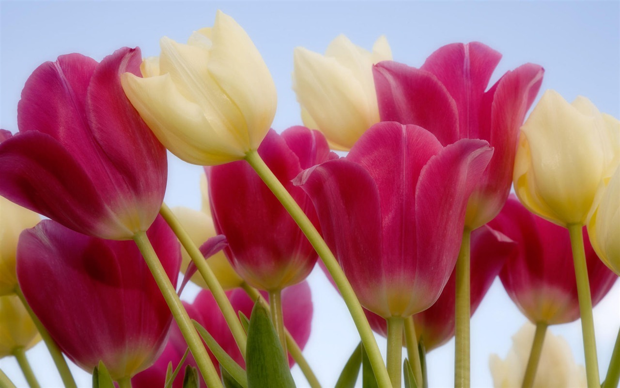 fondos de escritorio de flores con pantalla ancha de cerca (2) #19 - 1280x800