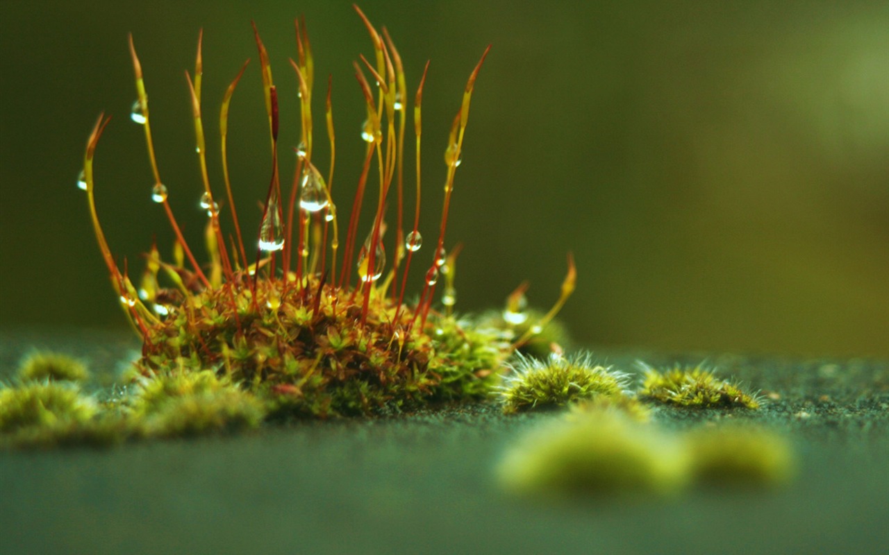 Wallpaper World geographical scenery Posts (4) #12 - 1280x800