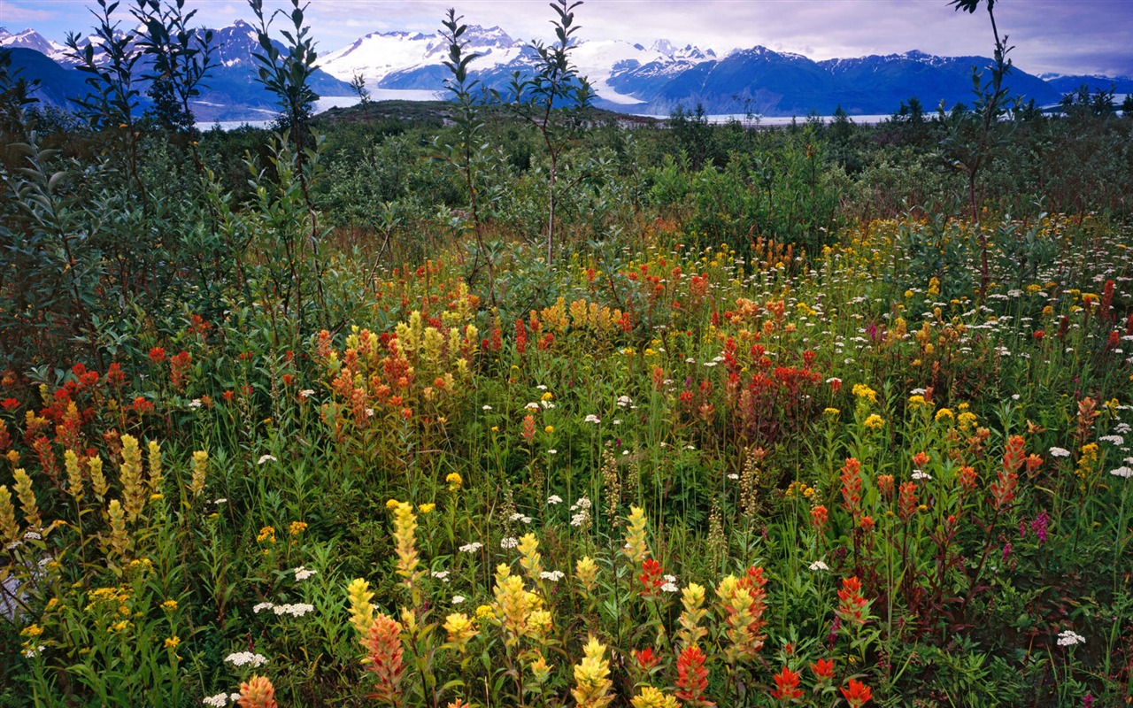 Fond d'écran paysage de l'Alaska (1) #16 - 1280x800