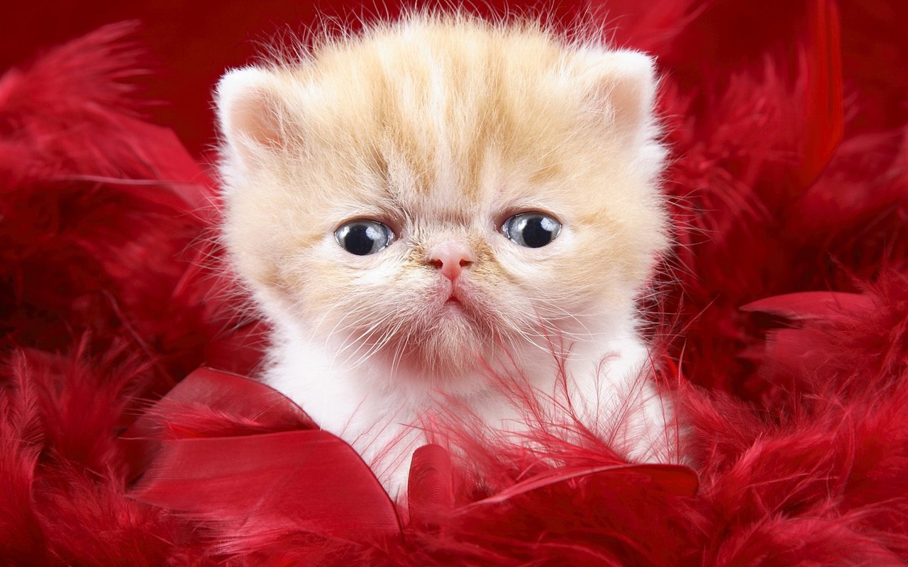 1600 Cat Foto Tapety (9) #1 - 1280x800