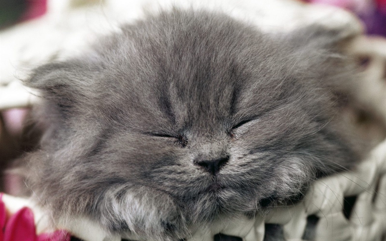 1600 Cat Foto Tapety (9) #3 - 1280x800