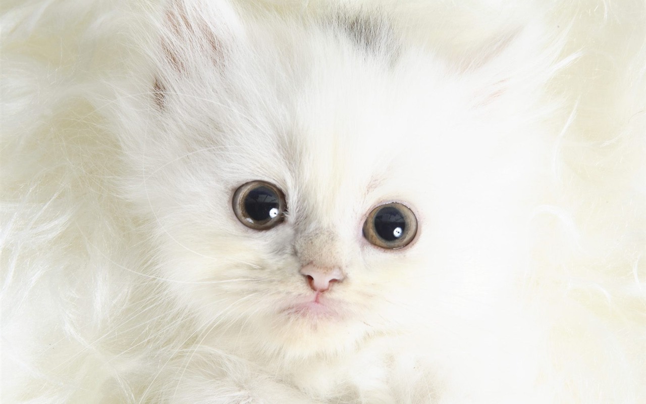 1600 Cat Foto Tapety (9) #9 - 1280x800