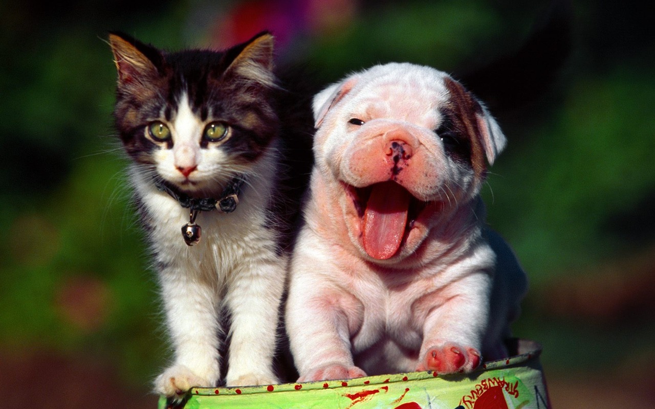 1600 Cat Foto Tapety (9) #12 - 1280x800