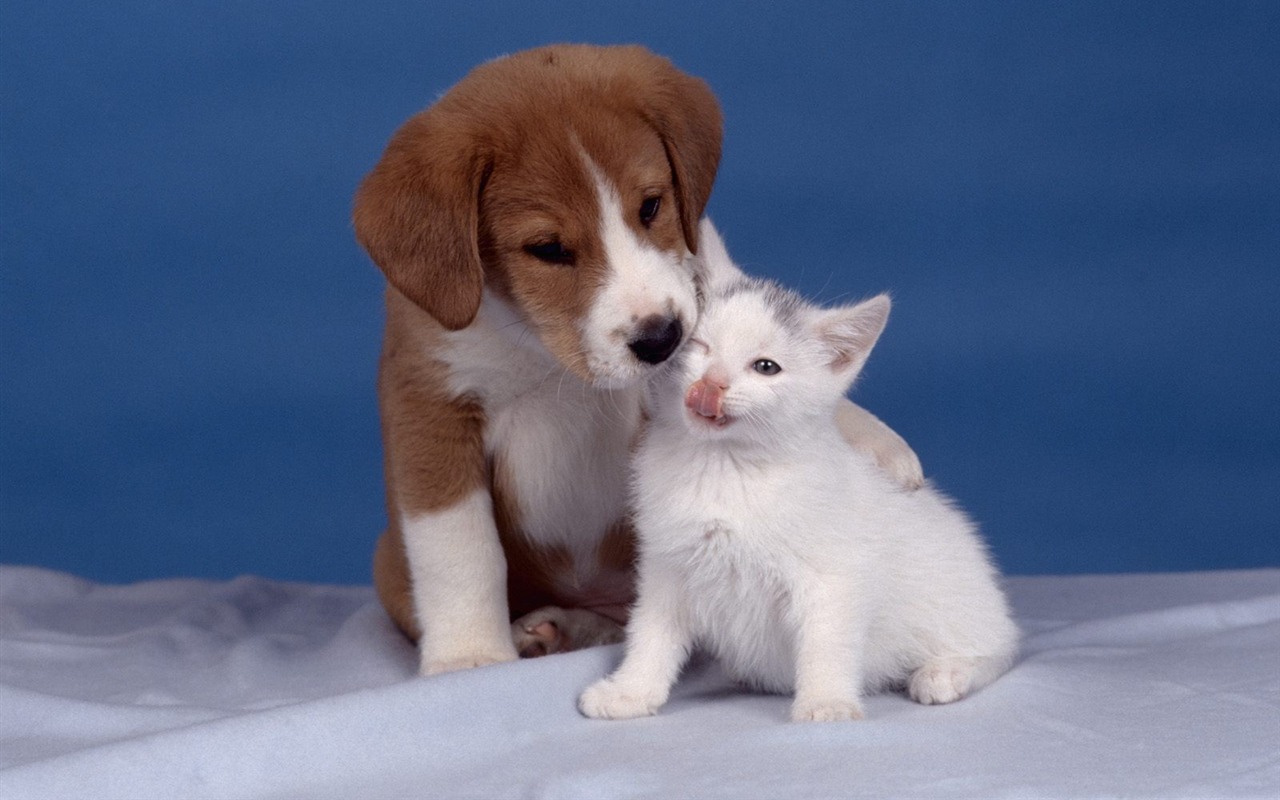 1600 Cat Foto Tapety (9) #15 - 1280x800