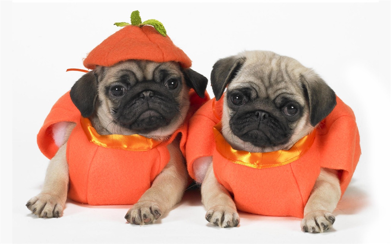 Puppy Foto HD Tapety na plochu (10) #3 - 1280x800