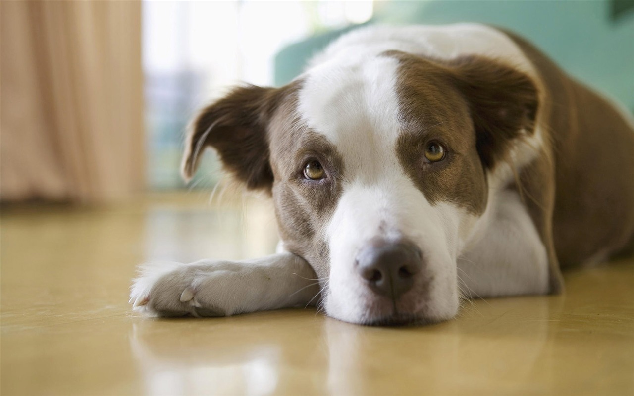 Puppy Photo HD wallpapers (10) #16 - 1280x800