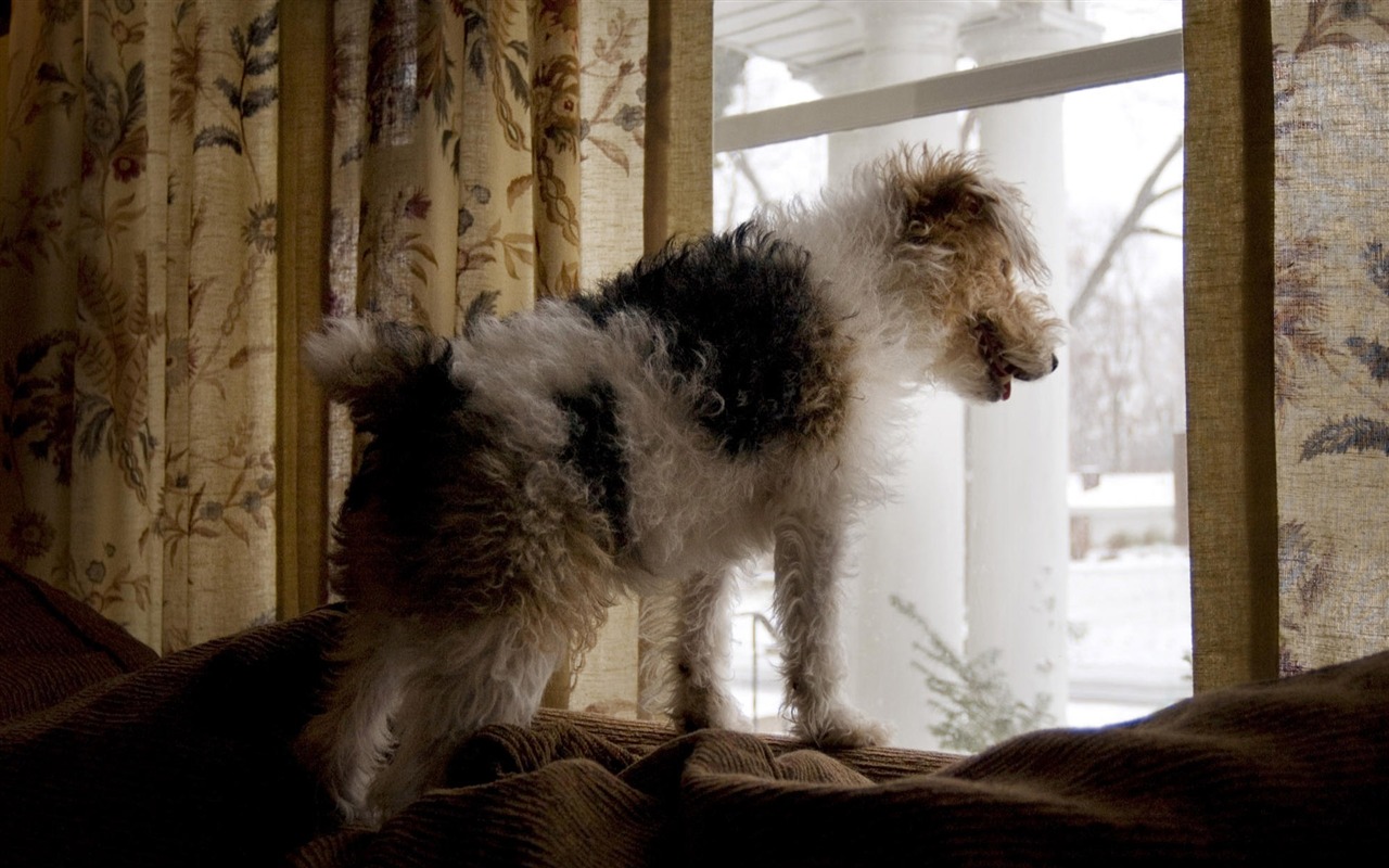 Puppy Foto HD Tapety na plochu (10) #17 - 1280x800