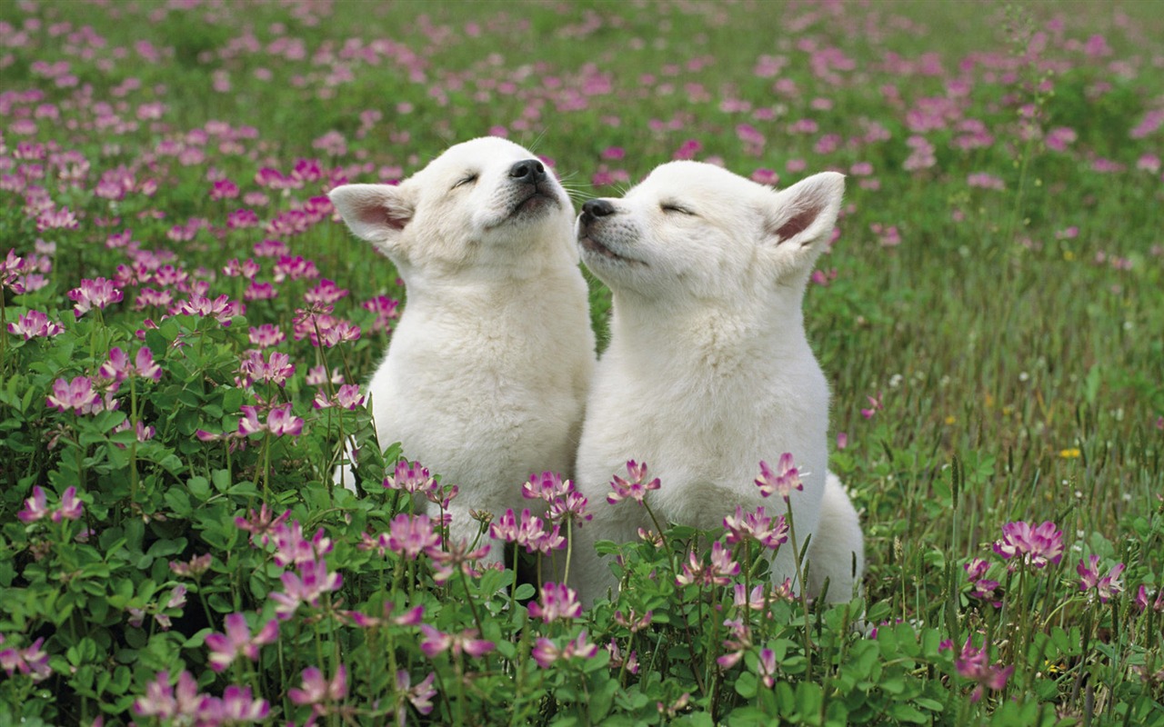 Puppy Photo HD wallpapers (10) #18 - 1280x800