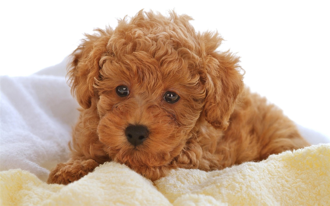 Puppy Foto HD Tapety na plochu (10) #19 - 1280x800