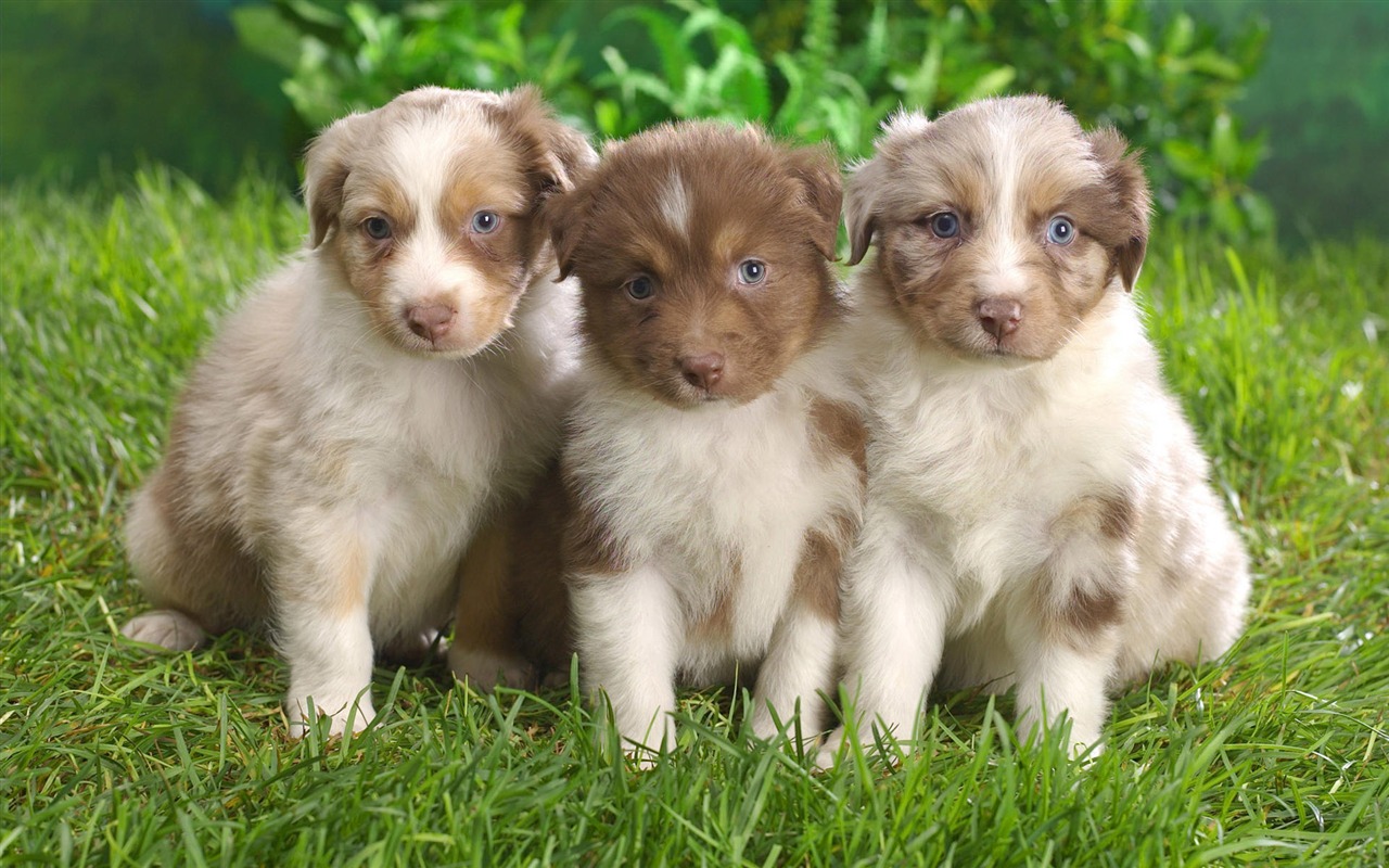 Puppy Foto HD Tapety na plochu (10) #20 - 1280x800