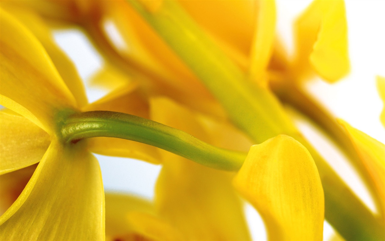 fleurs fond d'écran Widescreen close-up (3) #3 - 1280x800