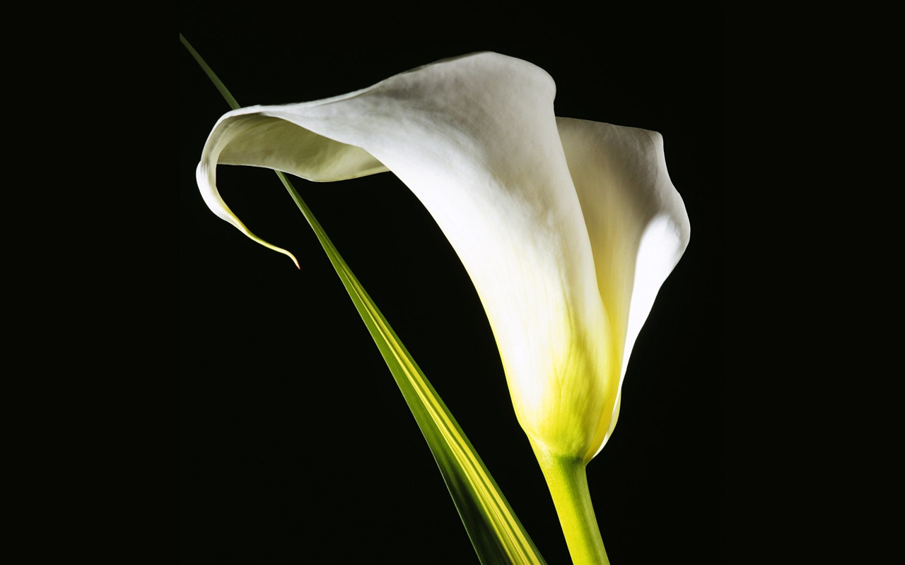 fleurs fond d'écran Widescreen close-up (3) #4 - 1280x800