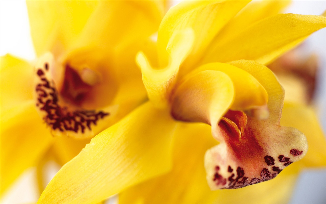 fleurs fond d'écran Widescreen close-up (3) #7 - 1280x800