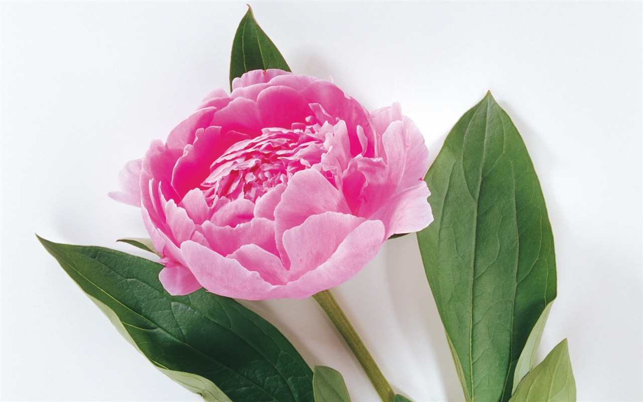 Widescreen wallpaper flowers close-up (3) #10 - 1280x800