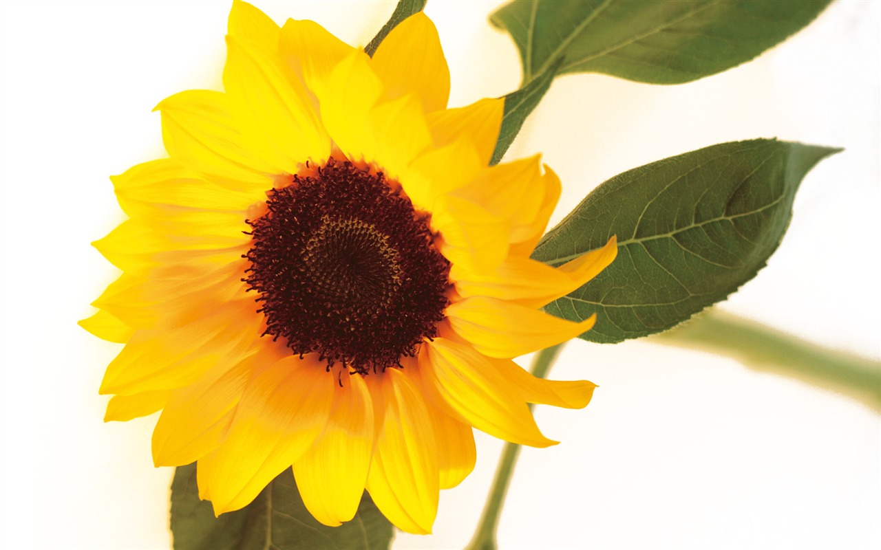 Widescreen wallpaper flowers close-up (3) #11 - 1280x800
