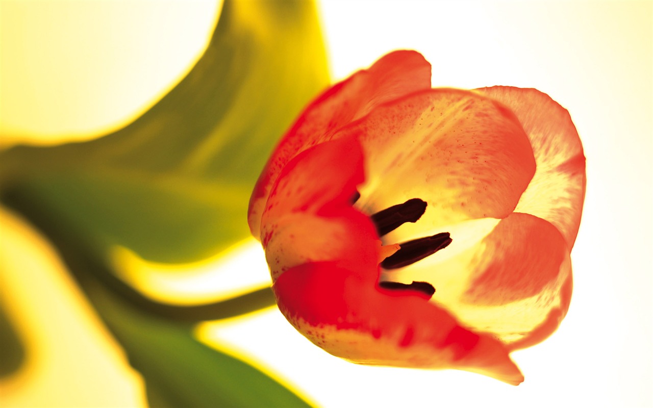 fleurs fond d'écran Widescreen close-up (3) #12 - 1280x800