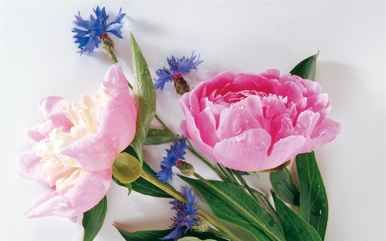 Widescreen wallpaper flowers close-up (3) #13 - 1280x800