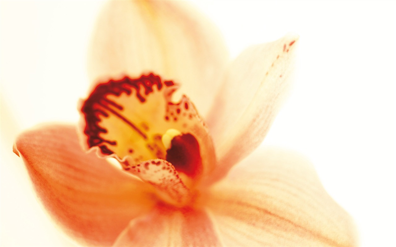 Widescreen wallpaper flowers close-up (3) #14 - 1280x800