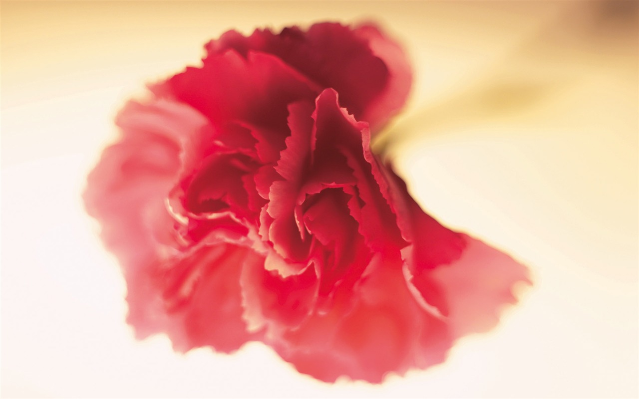 Widescreen wallpaper flowers close-up (3) #17 - 1280x800