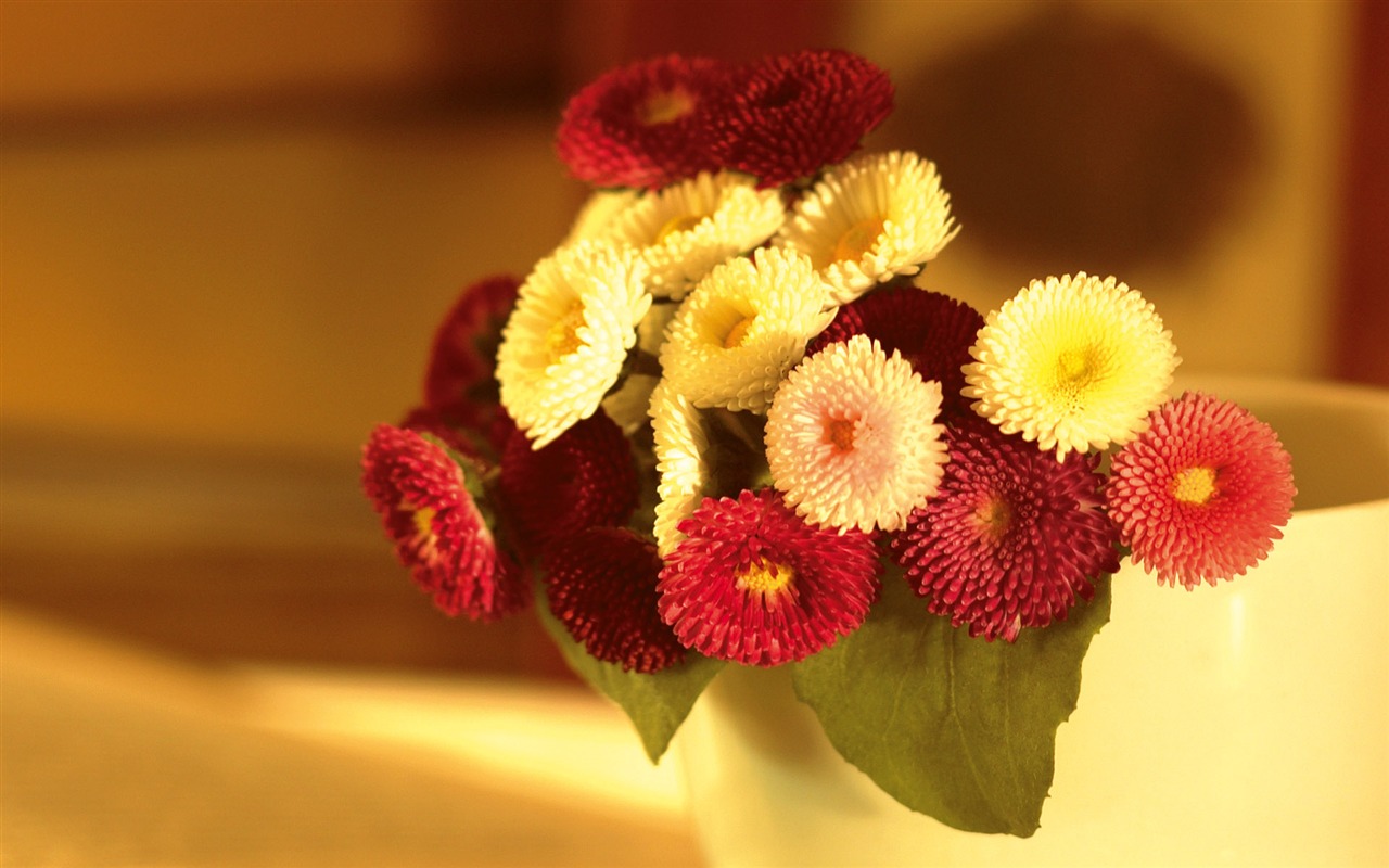 Širokoúhlý tapety květiny close-up (3) #19 - 1280x800