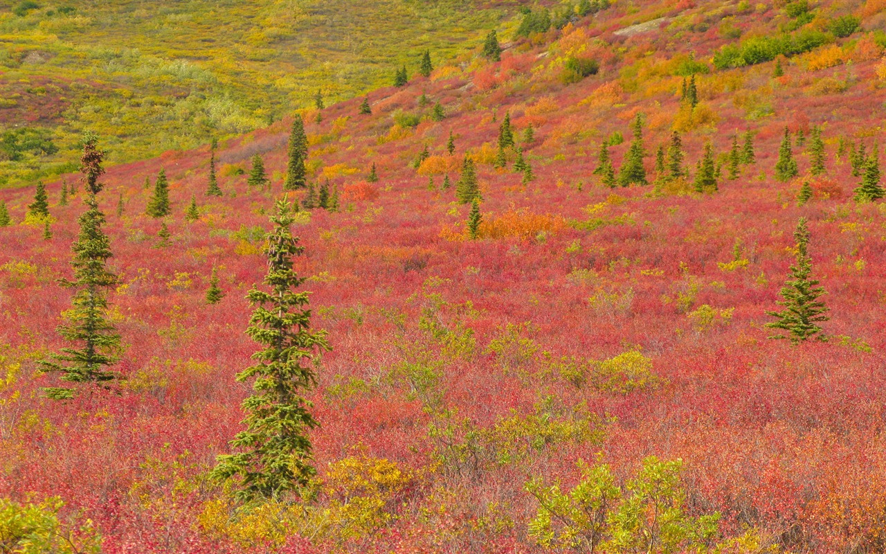 Fond d'écran paysage de l'Alaska (2) #2 - 1280x800