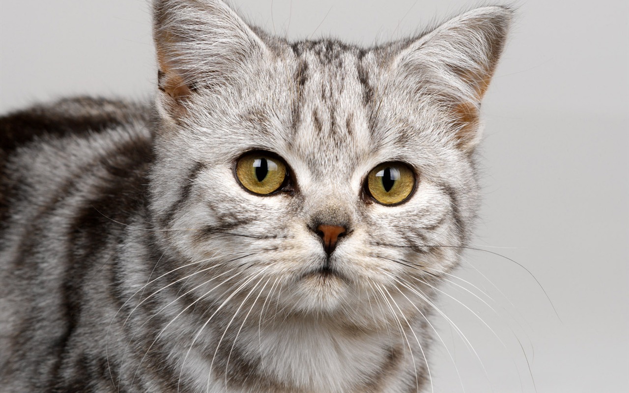 1600 Cat Foto Tapety (10) #1 - 1280x800