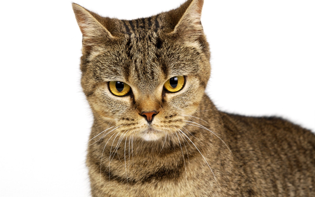 1600 Cat Foto Tapety (10) #5 - 1280x800