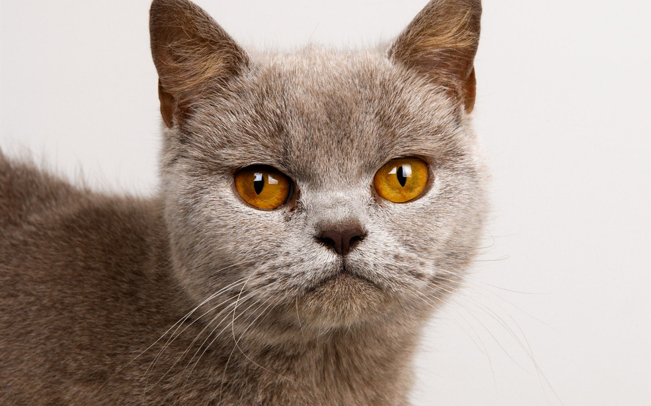 1600 Cat Foto Tapety (10) #7 - 1280x800
