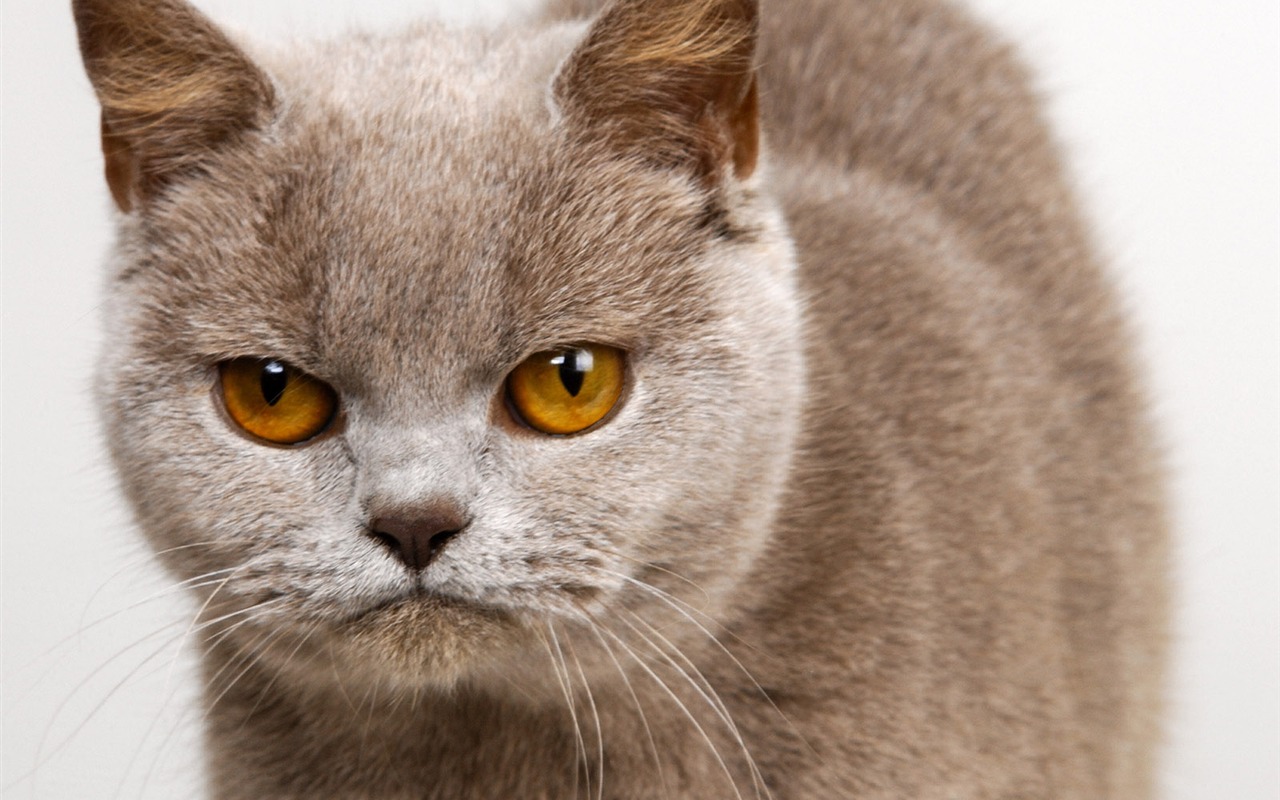 1600 Cat Foto Tapety (10) #8 - 1280x800