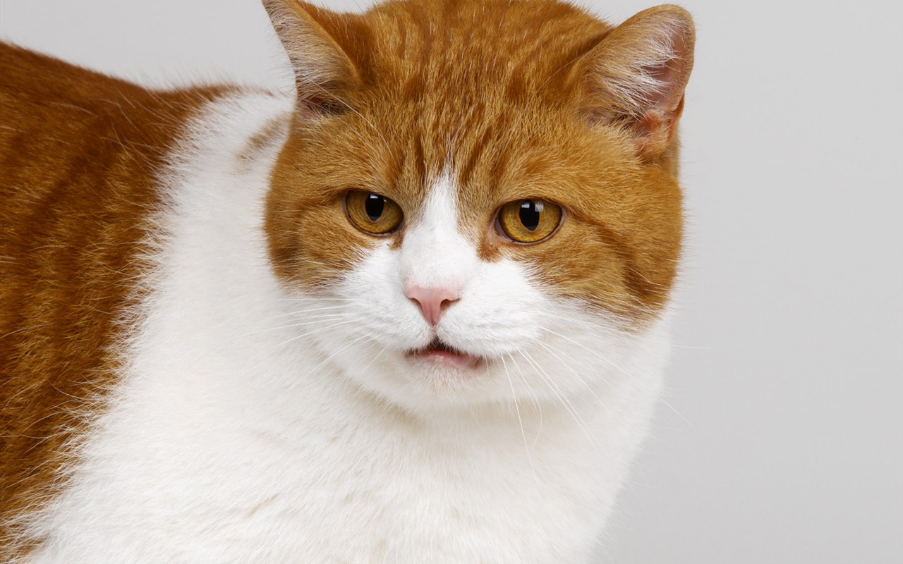 1600 Cat Foto Tapety (10) #11 - 1280x800