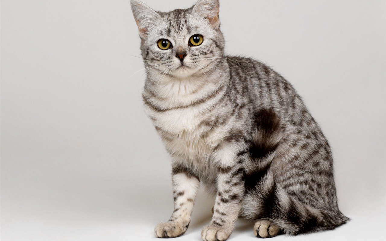 1600 Cat Foto Tapety (10) #14 - 1280x800