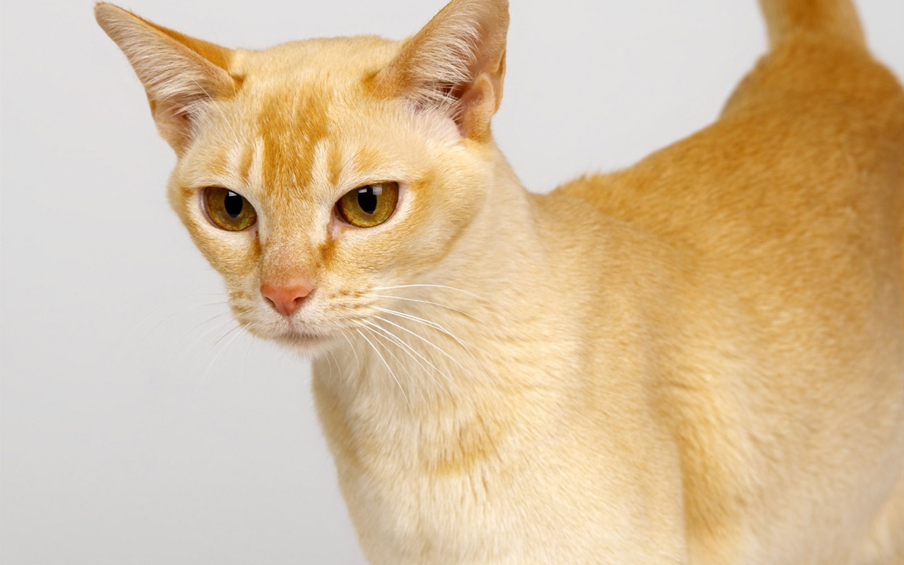 1600 Cat Foto Tapety (10) #15 - 1280x800