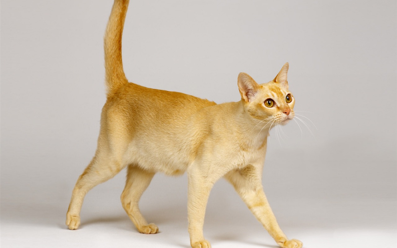 1600 Cat Foto Tapety (10) #16 - 1280x800