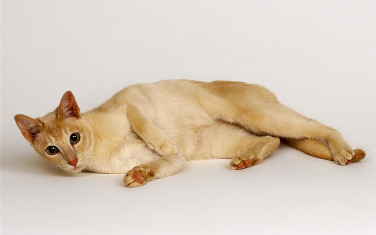 1600 Cat Foto Tapety (10) #17 - 1280x800
