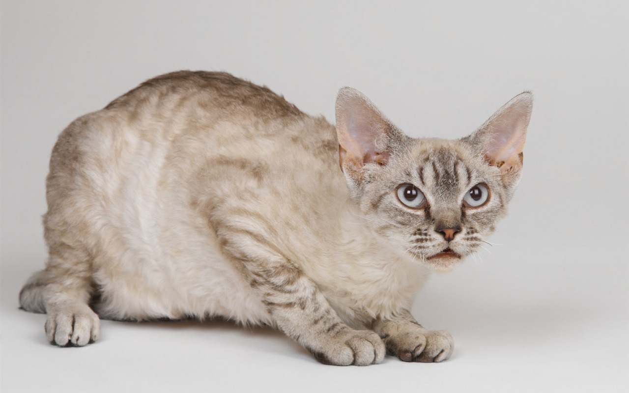 1600 Cat Foto Tapety (10) #19 - 1280x800