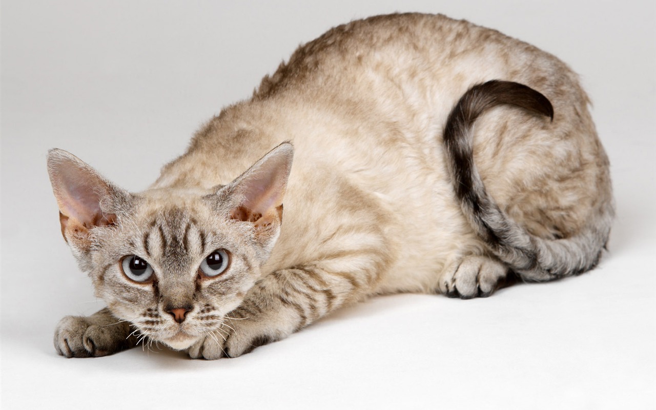 1600 Cat Foto Tapety (10) #20 - 1280x800
