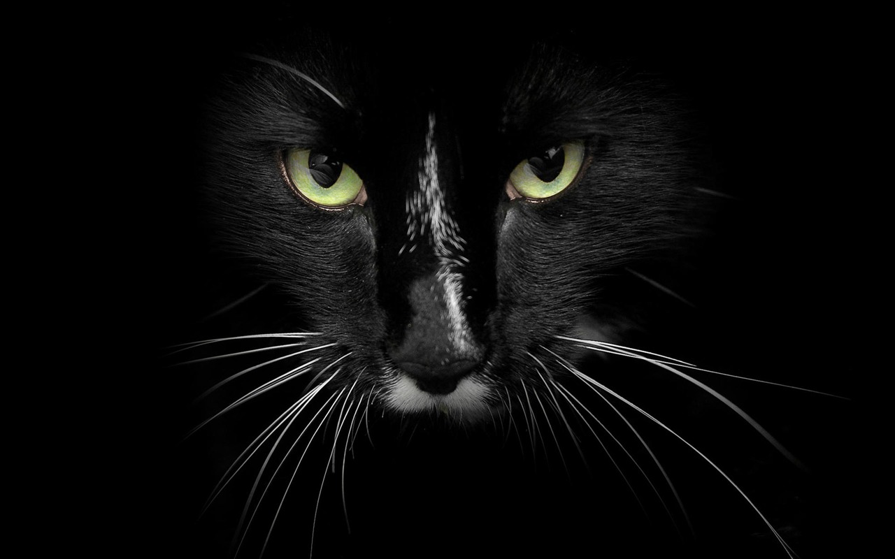 Animal Widescreen Wallpapers Collection (5) #7 - 1280x800