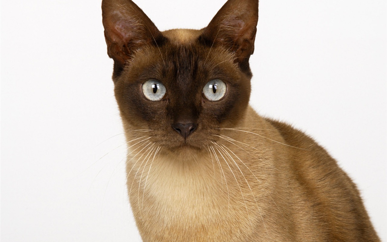 1600 Cat Foto Tapety (11) #7 - 1280x800